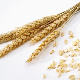 Žitarice koje sadrže gluten Žitarice koje sadrže gluten