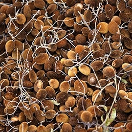 Tamarind – test kucanja Tamarind – test kucanja
