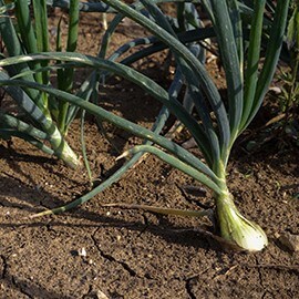 Luk – test padanja Luk – test padanja