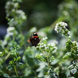 U borbi protiv štetočina, Knorr poljoprivrednici se sve više oslanjaju na prirodne metode pri čemu su uspjeli smanjiti potrošnju pesticida za 31% po farmi od 2011. godine. U borbi protiv štetočina, Knorr poljoprivrednici se sve više oslanjaju na prirodne metode pri čemu su uspjeli smanjiti potrošnju pesticida za 31% po farmi od 2011. godine.