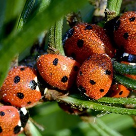 Pružanje utočišta bubamarama za hibernaciju i reprodukciju. Pružanje utočišta bubamarama za hibernaciju i reprodukciju.