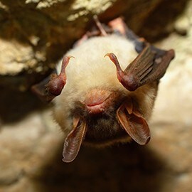 Puštanje šišmiša da eliminiraju insekte koji napadaju lišće rajčica. Puštanje šišmiša da eliminiraju insekte koji napadaju lišće rajčica.